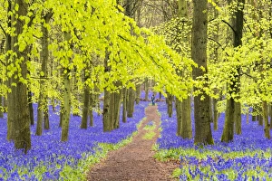 Bluebells at Dockey Wood, Ashridge Estate, Hertfordshire, UK Bluebells at Dockey Wood, Ashridge Estate, Hertfordshire, UK