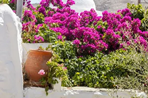 Bougainvillea in the Chora, Folegandros, Cyclades, Greece Bougainvillea in the Chora, Folegandros, Cyclades, Greece