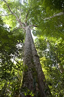 Amazon Forest Print, Light Through Kapok Leaves
