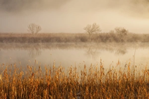 Brivio, Adda north park, Lombardy, Italy. Fog over the Adda river and three trees Brivio, Adda north park, Lombardy, Italy. Fog over the Adda river and three trees