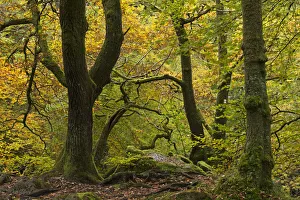 Broadleaf woodland with colourful autumn foliage, Ambleside, Lake District, Cumbria Broadleaf woodland with colourful autumn foliage, Ambleside, Lake District, Cumbria