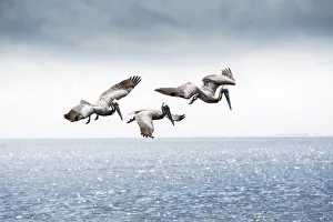 Brown Pelicans, Scanning For Fish, Tampa Bay, Saint Peterburg, Florida Brown Pelicans, Scanning For Fish, Tampa Bay, Saint Peterburg, Florida
