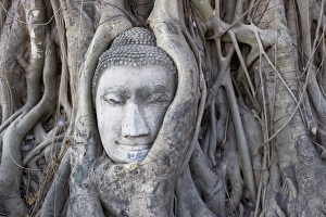 Ayutthaya Historical Site Prints: Buddha head