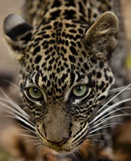 Bujumbura, Burundi. A leopard in the city zoo Bujumbura, Burundi. A leopard in the city zoo