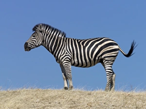 Striped Equine Mammals Prints: A Burchells zebra