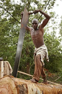 Burundi. A man cuts a tree into planks in a traditional sawpit Burundi. A man cuts a tree into planks in a traditional sawpit