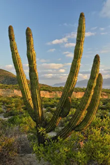 Central America Nature Images Prints: A Cactus in the desert outside La Ventanaz, Baja California, Mexico