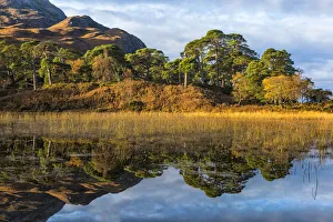 Caledonian pines reflected in Loch Clair, Wester Ross, Highlands, Scotland Caledonian pines reflected in Loch Clair, Wester Ross, Highlands, Scotland