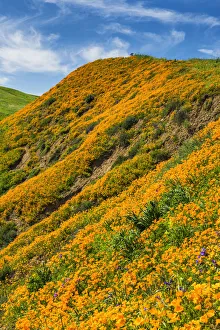 California Poppies Blooming in Chino Hills State Park, Los Angeles, California, USA California Poppies Blooming in Chino Hills State Park, Los Angeles, California, USA