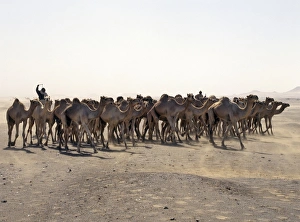 A camel trader drives his camels through a sandstorm A camel trader drives his camels through a sandstorm