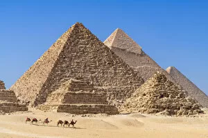 Historic Cairo Collection: Camel train at the Pyramids of Giza, Giza, Cairo, Egypt