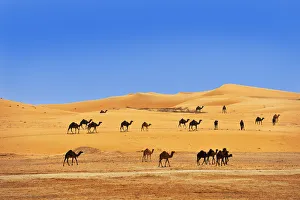 Camels in the desert outside Abu Dhabi, United Arab Emirates, Middle East, Asia Camels in the desert outside Abu Dhabi, United Arab Emirates, Middle East, Asia