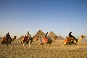 Camels In Egypt Prints: Camels at the Pyramids