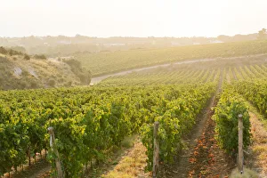 Cannonau and Vermentino Vineyards in Sardinia Island, Italy Cannonau and Vermentino Vineyards in Sardinia Island, Italy