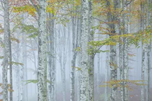 Cansiglio forest in autumn, Belluno district, Cansiglio Forest, Veneto, Italy Cansiglio forest in autumn, Belluno district, Cansiglio Forest, Veneto, Italy