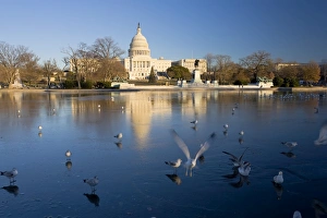 US Capitol Architecture Prints: The Capitol