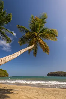Caribbean, Grenada, La Sagesse Bay, La Sagesse Beach Caribbean, Grenada, La Sagesse Bay, La Sagesse Beach