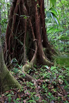 Caribbean, St Lucia, Des Cartier Trail, Tropical Rainforest Caribbean, St Lucia, Des Cartier Trail, Tropical Rainforest
