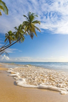 Caribbean, Trinidad and Tobago, Tobago, Pigeon Point Caribbean, Trinidad and Tobago, Tobago, Pigeon Point