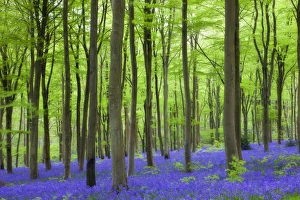 Carpet of bluebells wildflowers growing in the beech woodland at West Woods, Lockeridge Carpet of bluebells wildflowers growing in the beech woodland at West Woods, Lockeridge