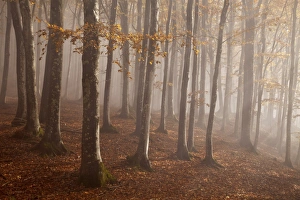 Casentinesi forest, Tuscan-Emilian appennines, Tuscany, Italy. Light into the forest Casentinesi forest, Tuscan-Emilian appennines, Tuscany, Italy. Light into the forest