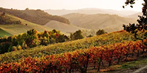 Emilia Romagna Travel Destinations Prints: Castelvetro di Modena, Emilia Romagna, Italy. Autumn landscape with colorful vineyards