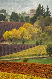 Castle and Vineyards in autumn, Castelvetro di Modena, Italy Castle and Vineyards in autumn, Castelvetro di Modena, Italy