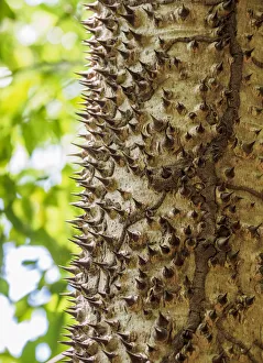 Ceiba Tree Trunk at Tayrona National Natural Park, Magdalena Department, Caribbean Ceiba Tree Trunk at Tayrona National Natural Park, Magdalena Department, Caribbean