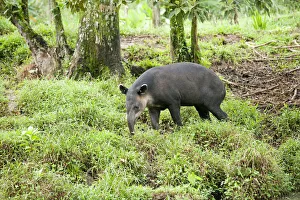 Central America, Costa Rica, Heredia, Central American or Bairds tapir (Tapirus Central America, Costa Rica, Heredia, Central American or Bairds tapir (Tapirus