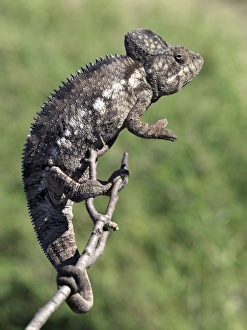 Prints of A chameleon. Madagascar is synonymous with these magnificent old world reptiles. Two-thirds of all known species are native to the island, the fourth largest in the world Images Dated 2007 May: A Chameleon in Print