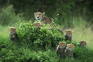 Cheetah family (acynonix jubatus) in the Maasai Mara game reserve, Kenya Cheetah family (acynonix jubatus) in the Maasai Mara game reserve, Kenya