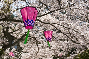 Cherry blossoms (Sakura) & decorative lanterns Cherry blossoms (Sakura) & decorative lanterns