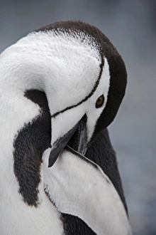Chinstrap Penguin Prints: Chinstrap Penguin