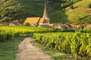 Church and vineyards, Rodern, Alsace, Alsatian Wine Route, Haut-Rhin, France Church and vineyards, Rodern, Alsace, Alsatian Wine Route, Haut-Rhin, France