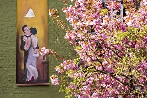 close up of a blooming tree in Bruges, flemish region, West Flanders, Belgium, Europe close up of a blooming tree in Bruges, flemish region, West Flanders, Belgium, Europe
