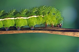 Close-up Print of a Caterpillar in Ecuador