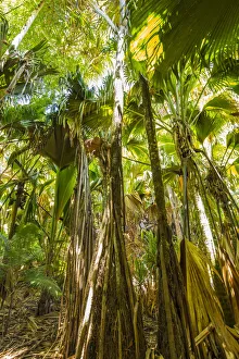 Coco de Mer palms, Vallei de Mai, Praslin, Seychelles Coco de Mer palms, Vallei de Mai, Praslin, Seychelles