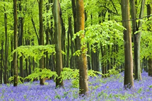 Common Bluebells (Hyacinthoides non-scripta) flowering in West Woods in Springtime Common Bluebells (Hyacinthoides non-scripta) flowering in West Woods in Springtime