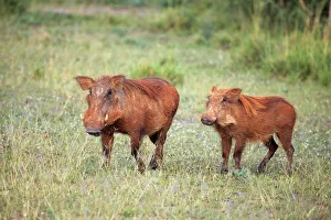 Common Warthog (Phacochoerus africanus), Murchison Falls national park, Uganda, East Common Warthog (Phacochoerus africanus), Murchison Falls national park, Uganda, East