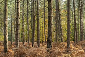 Coniferous woodland enclosure in the New Forest National Park, Hampshire, England Coniferous woodland enclosure in the New Forest National Park, Hampshire, England