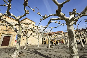 Connected tree branches forming a big umbrella to protect from the sun (during Summer) Connected tree branches forming a big umbrella to protect from the sun (during Summer)