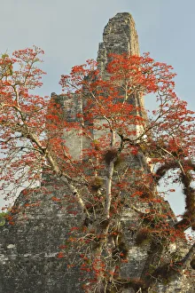 Coral tree in bloom at the Maya Archaeologial Site Tikal, Tikal National Park, Peten Coral tree in bloom at the Maya Archaeologial Site Tikal, Tikal National Park, Peten