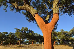 A cork tree with the cork recently cut off A cork tree with the cork recently cut off