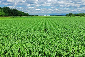 Canadian Agricultural Landscape Prints: Corn field St. Alexandre, Quebec, Canada