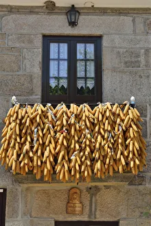 Corn presented during the festivities of Tourem. Peneda Geres National Park, Portugal Corn presented during the festivities of Tourem. Peneda Geres National Park, Portugal