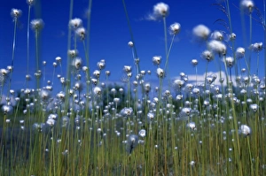 Nature Photography Alaska Prints: Cotton Grass