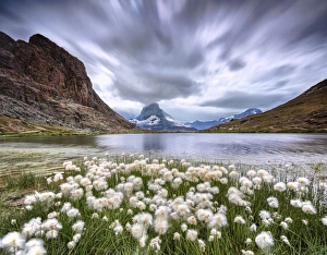 Cotton grass on lake Riffelsee while a thunderstorm hits the Matterhorn Zermatt Canton Cotton grass on lake Riffelsee while a thunderstorm hits the Matterhorn Zermatt Canton