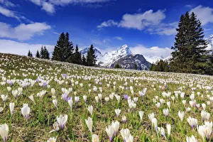 Crocus (Crocus vernus) bloom at Alp Flix, with Piz Platta in the background, Sur, Grisons Crocus (Crocus vernus) bloom at Alp Flix, with Piz Platta in the background, Sur, Grisons