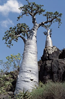 Unique Plant Species Prints: A Cucumber tree