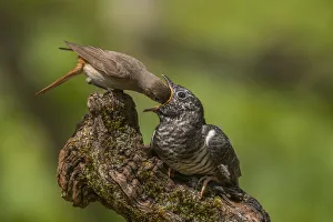 Print of a Redstart and Cuckoo by AWL